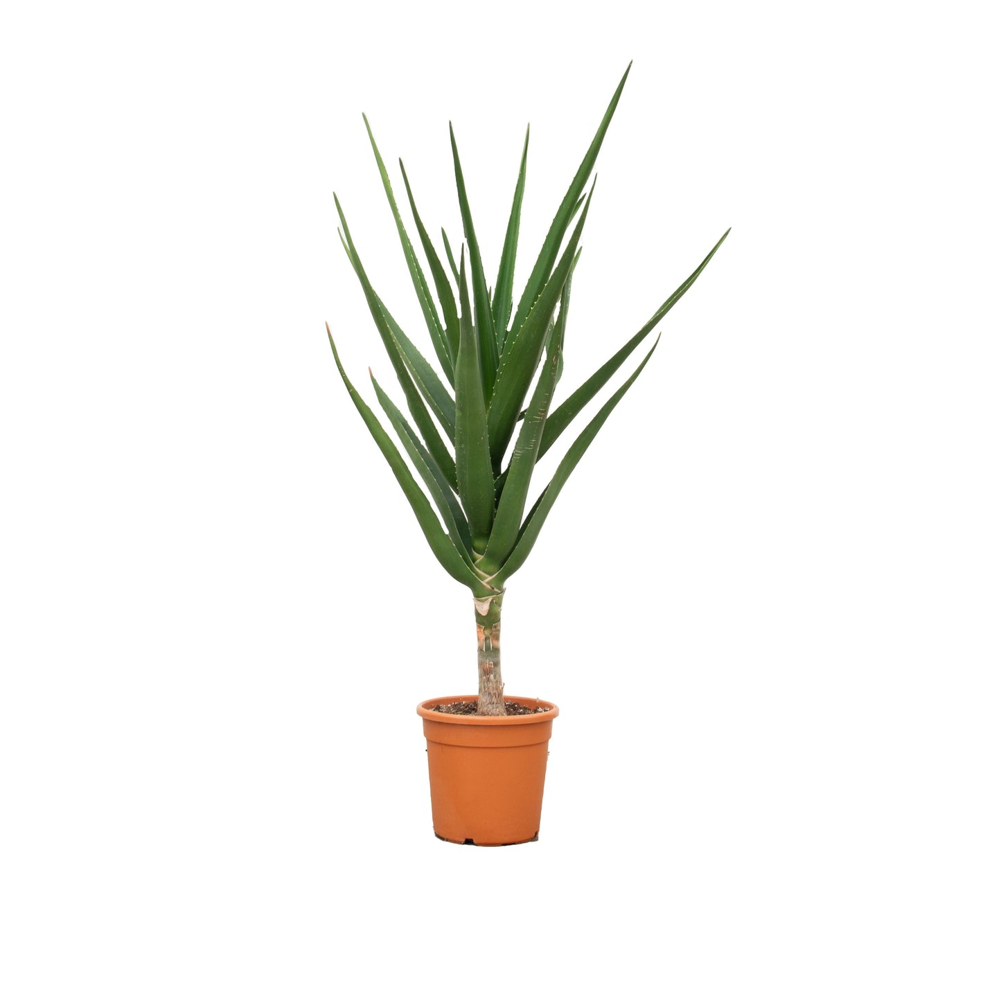 Aloe Barberae - 160 cm - Ø30cm