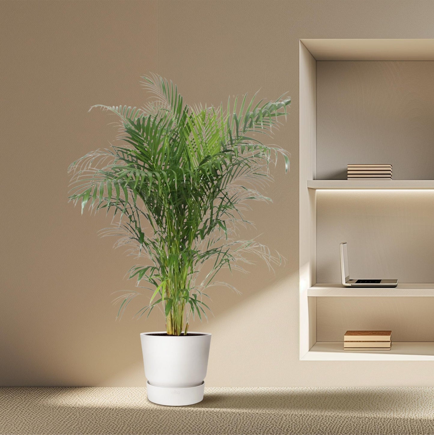 Arecapalm
Goldpalm
Dypsis lutescens