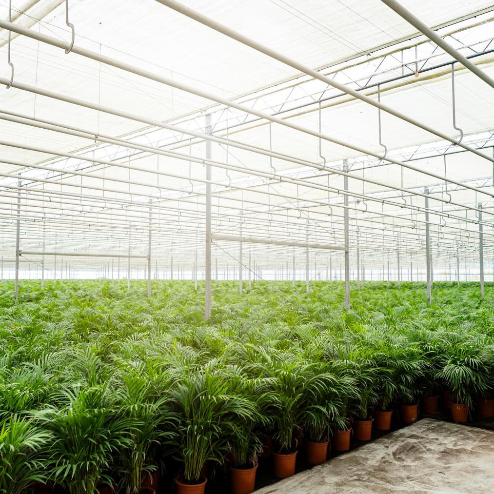 Arecapalm greenhouse
