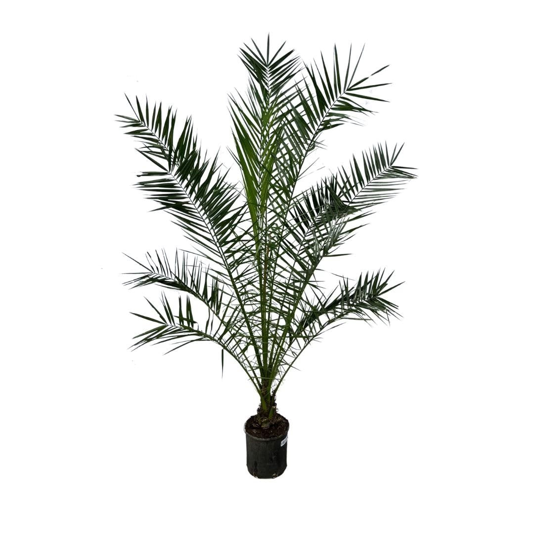 Canary Island date palm - Phoenix Canariensis - 190 cm - ø40