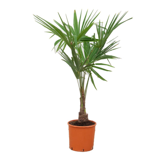 Chinese fan palm - Trachycarpus fortunei - 220 - 240cm - Ø45