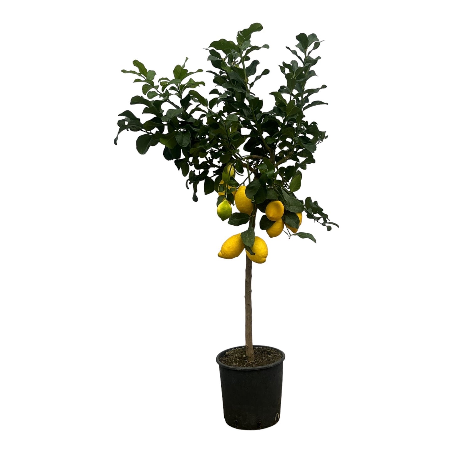 Lemon tree - Citrud Lemon 150 cm - ø24