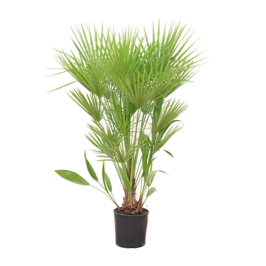European dwarf palm - Chamaerops Humilis shrub - 170cm - Ø30
