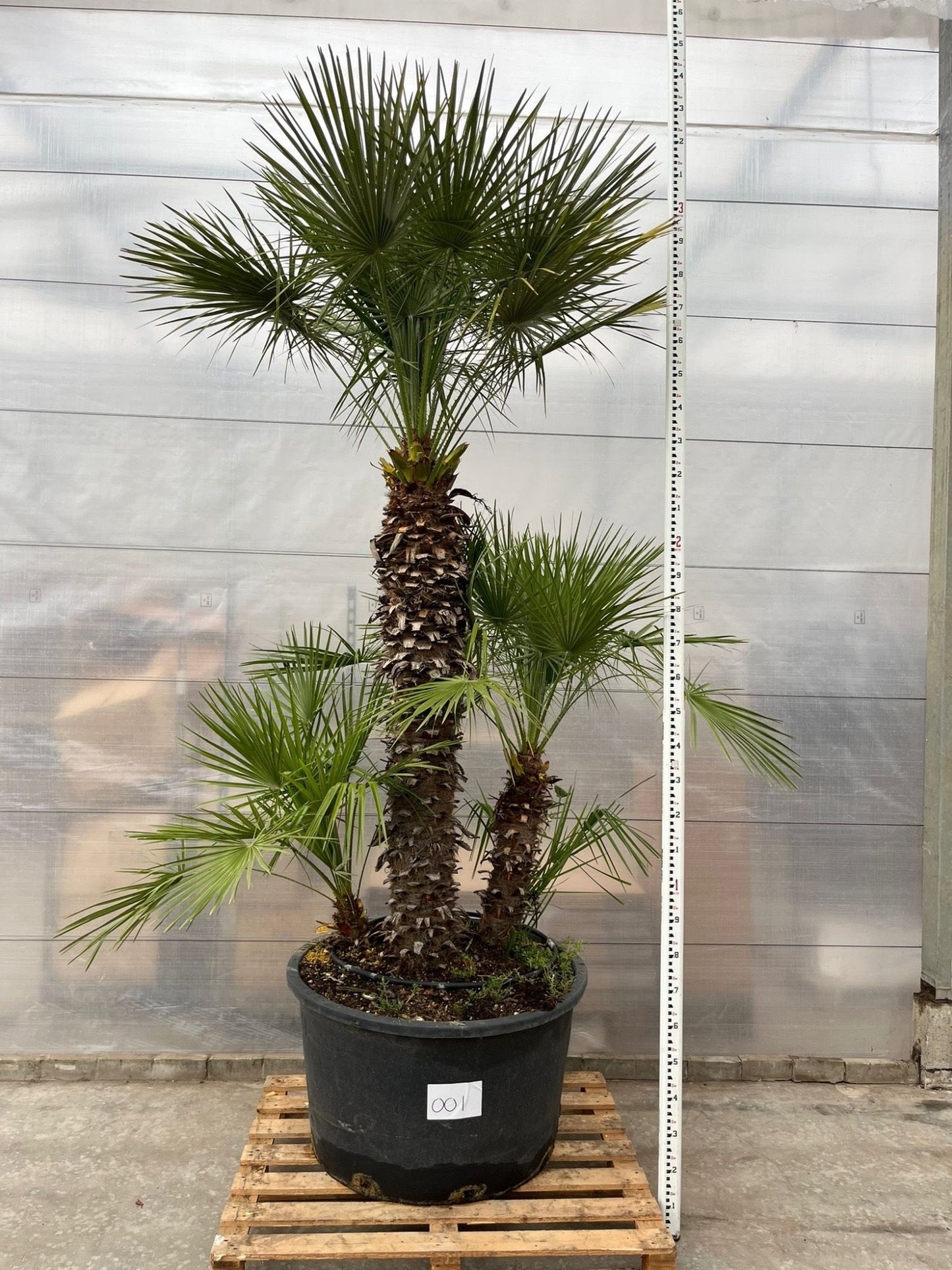 European dwarf palm - Chamaerops Humilis shrub - 170cm - Ø30