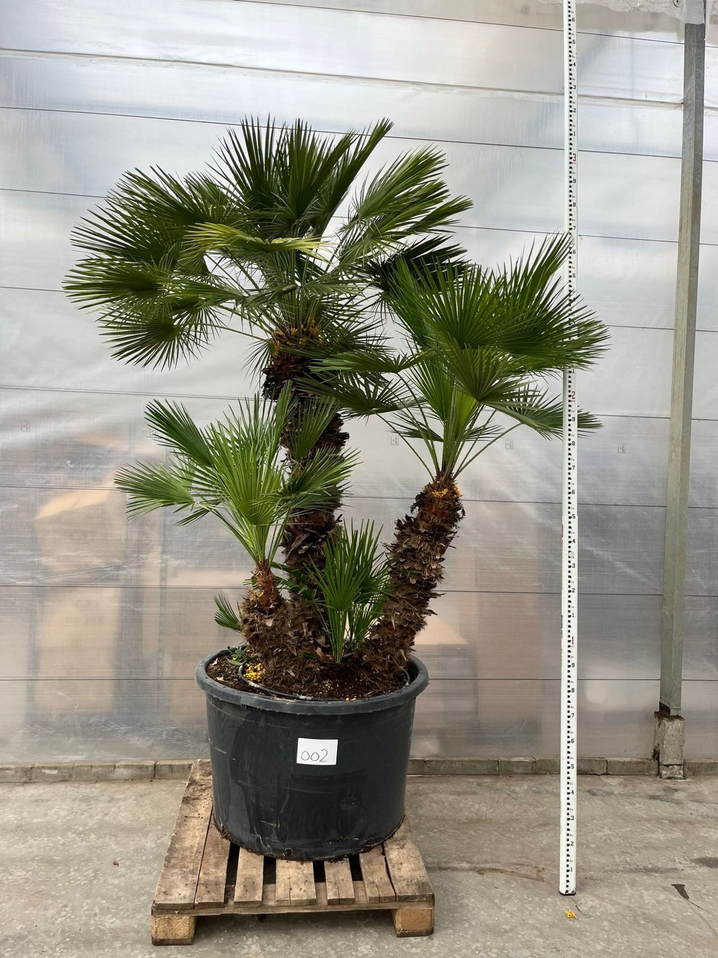 European dwarf palm multi trunk - 160 - 180 cm - Ø45cm