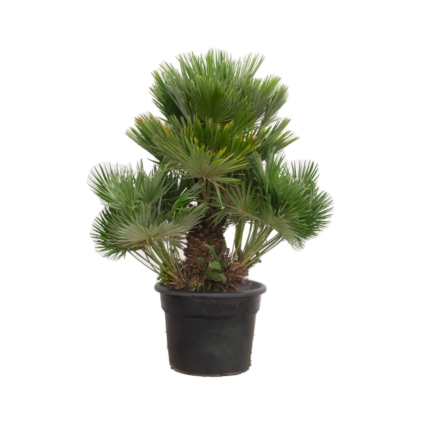 European dwarf palm - 100cm - Ø21