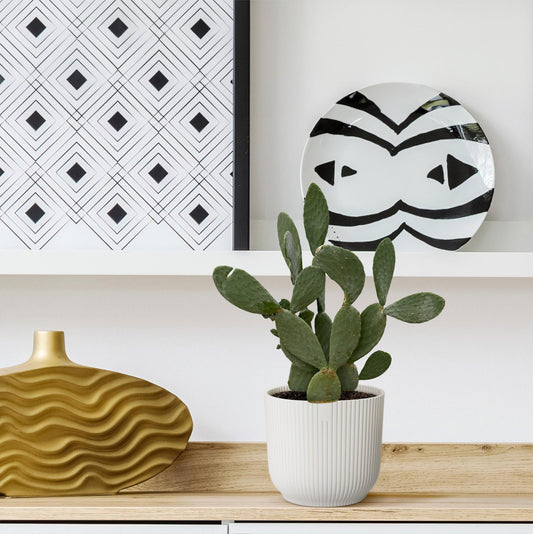 prickly pear cactus in pot