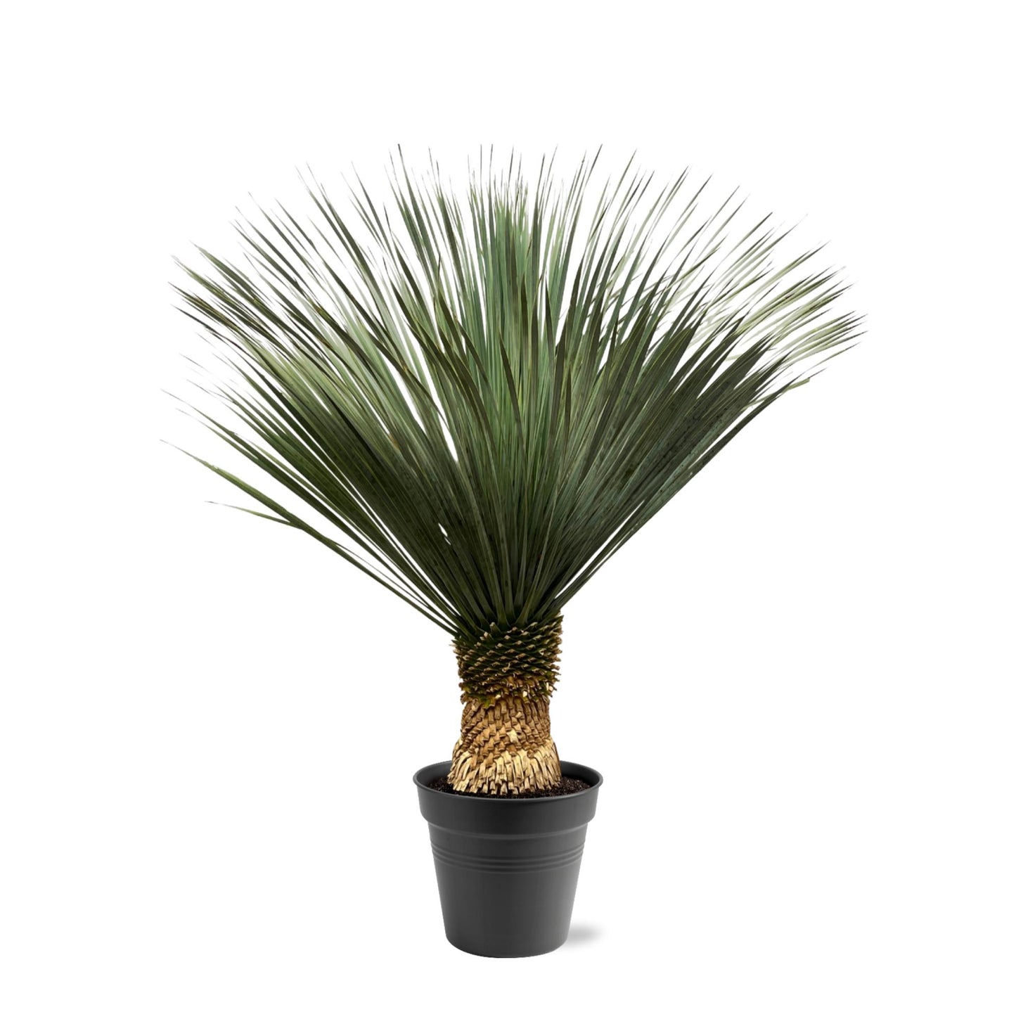 Yucca Rostrata black pot