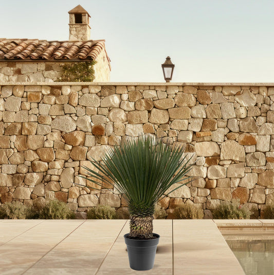 Yucca rostrata outside