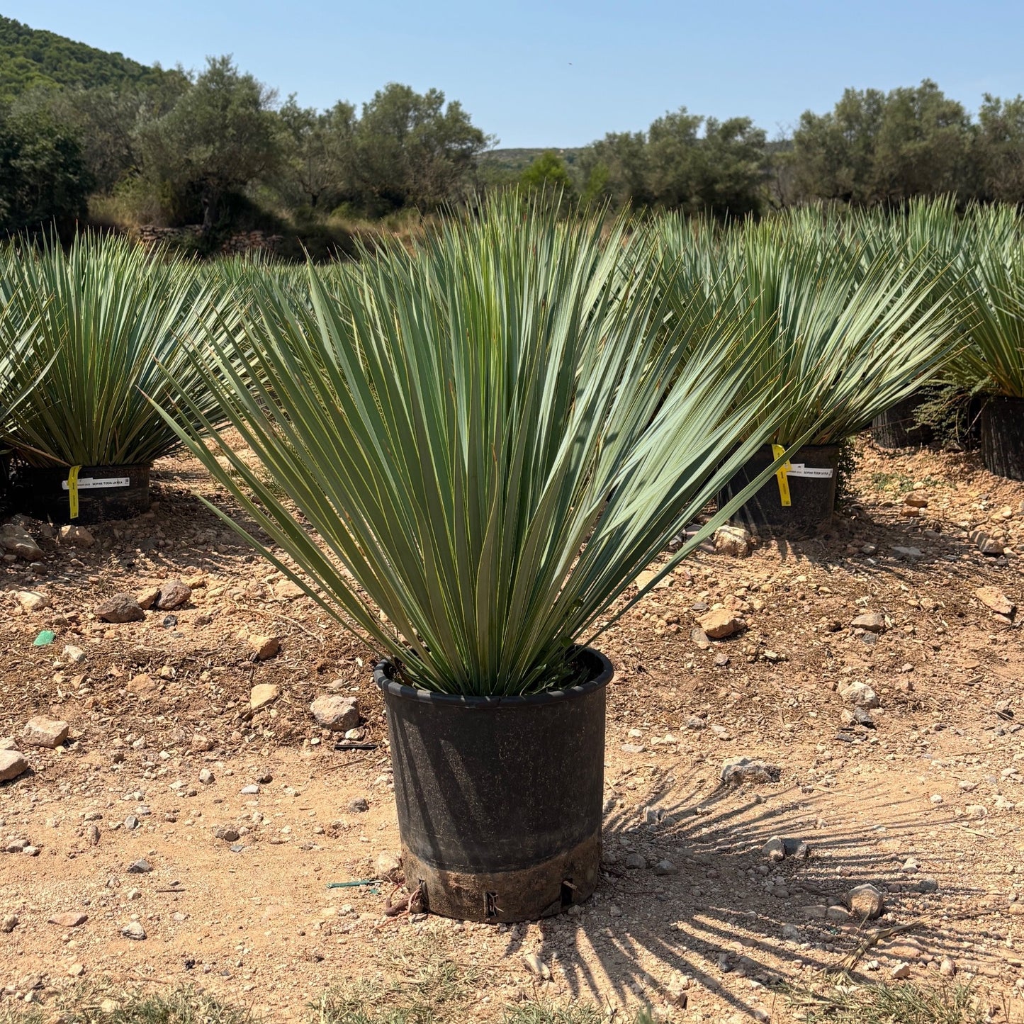 Yucca Rostrata (Palm Lily) 100 - 120 cm - Ø40