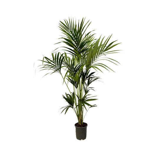 Kentia palm - Ø21cm - ↕120cm