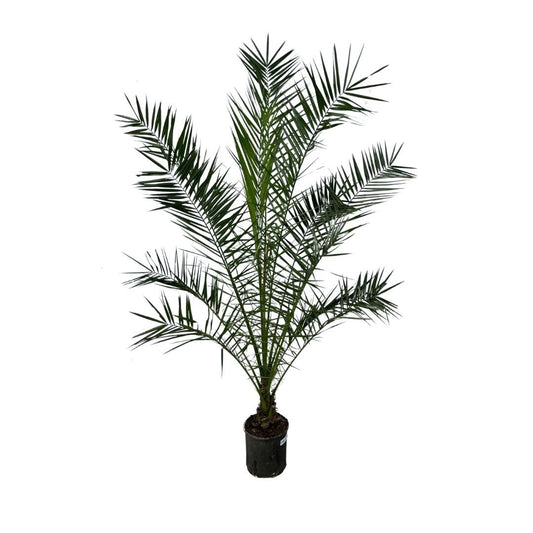 Canary Island date palm - 140cm - ø21