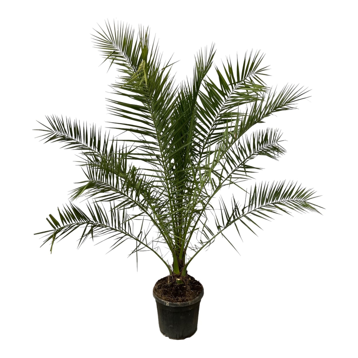 Canary Island date palm - 140cm - ø21