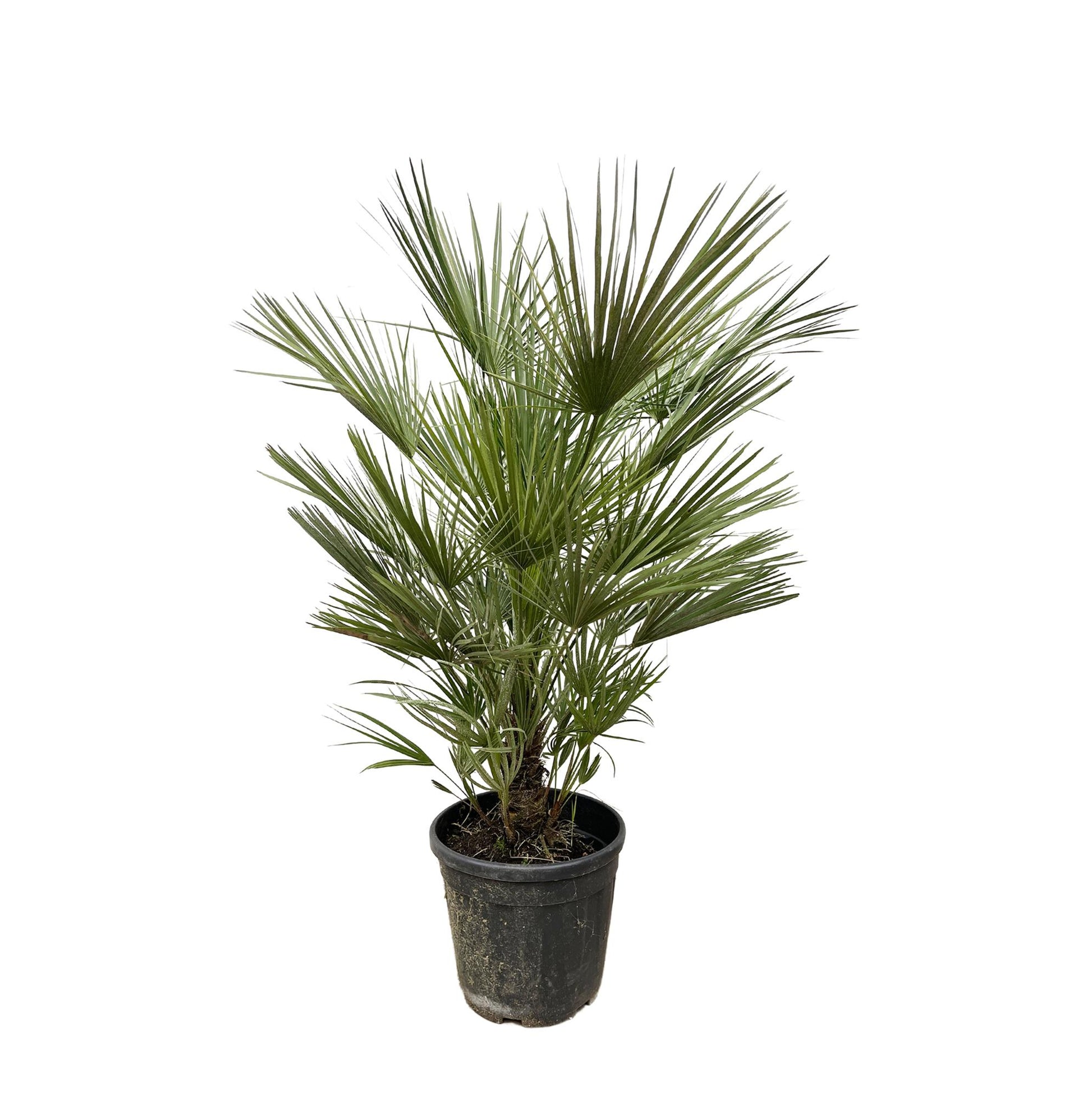 Europese dwergpalm