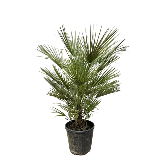 Europese dwergpalm