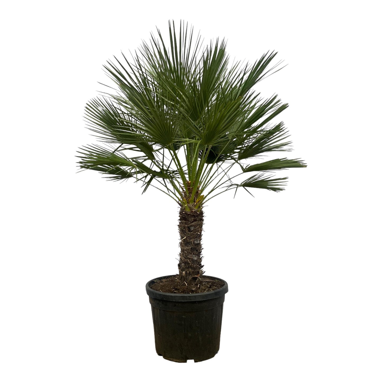 Europese dwergpalm op stam

