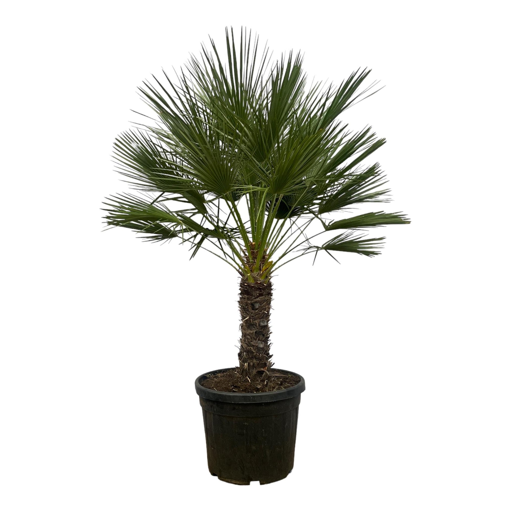 Europese dwergpalm op stam

