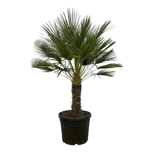 Europese dwergpalm op stam
