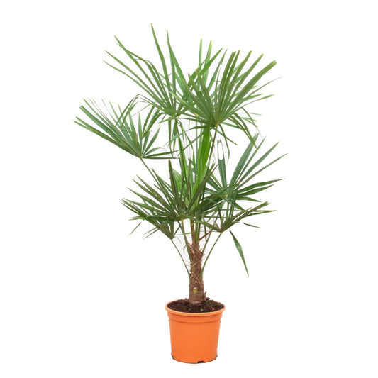 Chinese fan palm - Trachycarpus fortunei - 220 - 240cm - Ø45