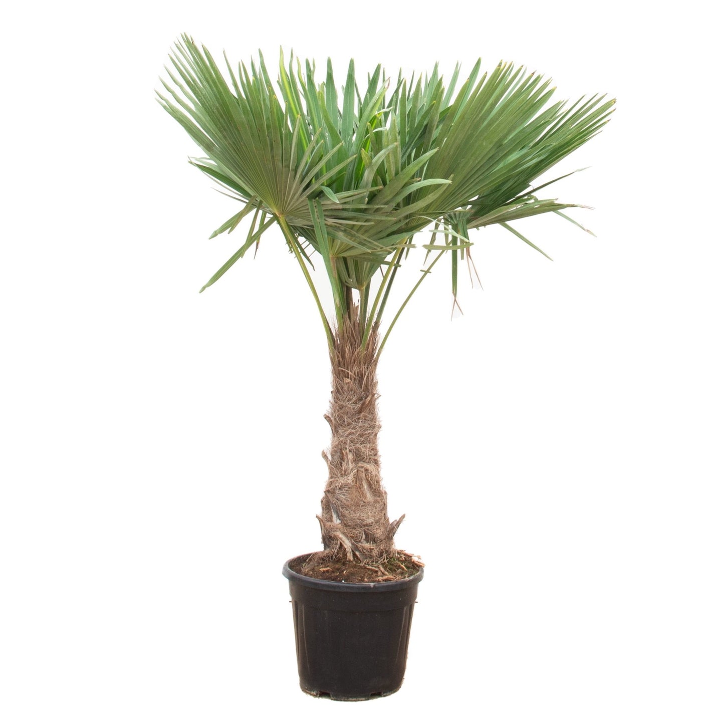 Chinese fan palm - Trachycarpus fortunei 160-180cm - Ø30