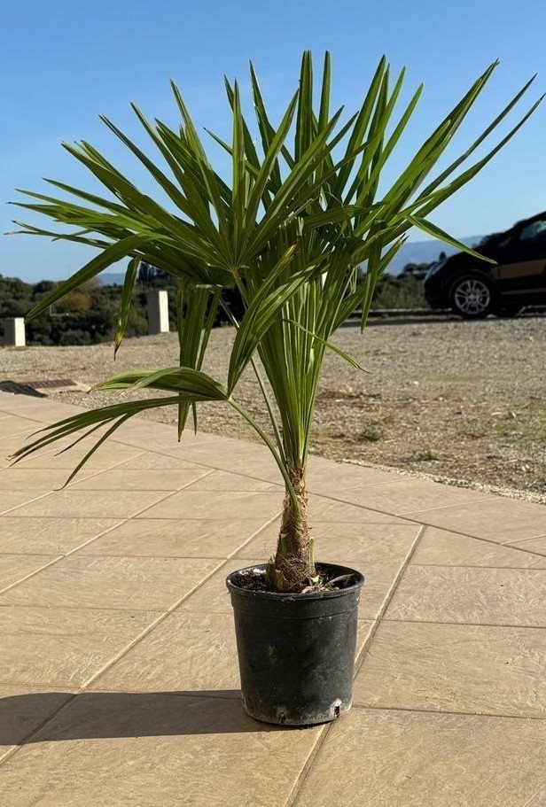 Chinese fan palm - Trachycarpus fortunei 160-180cm - Ø30