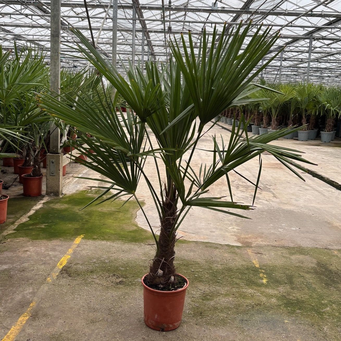 Chinese fan palm - Trachycarpus fortunei - 220 - 240cm - Ø45