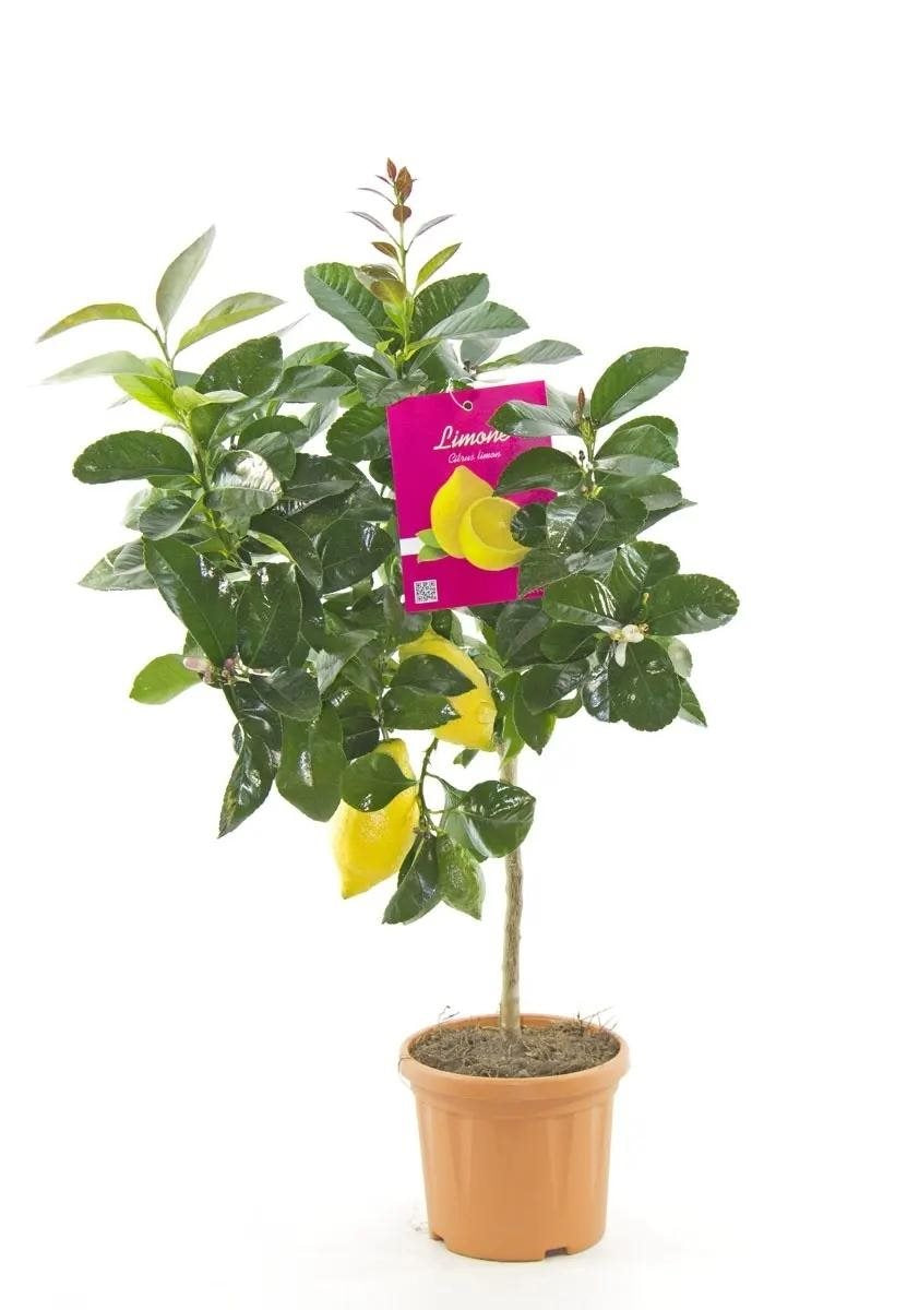 Lemon tree - Citrud Lemon 150 cm - ø24