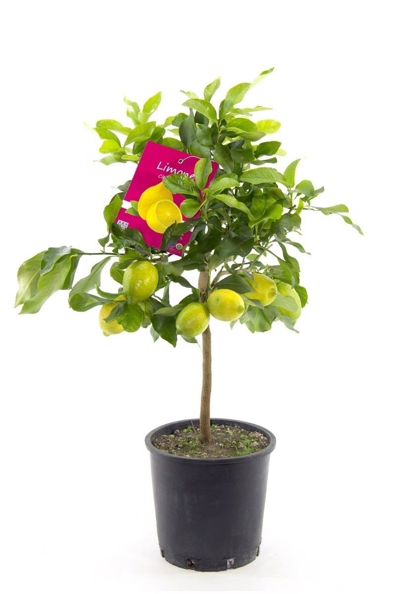 Citrus limon - Lemon tree - 200cm - ø40