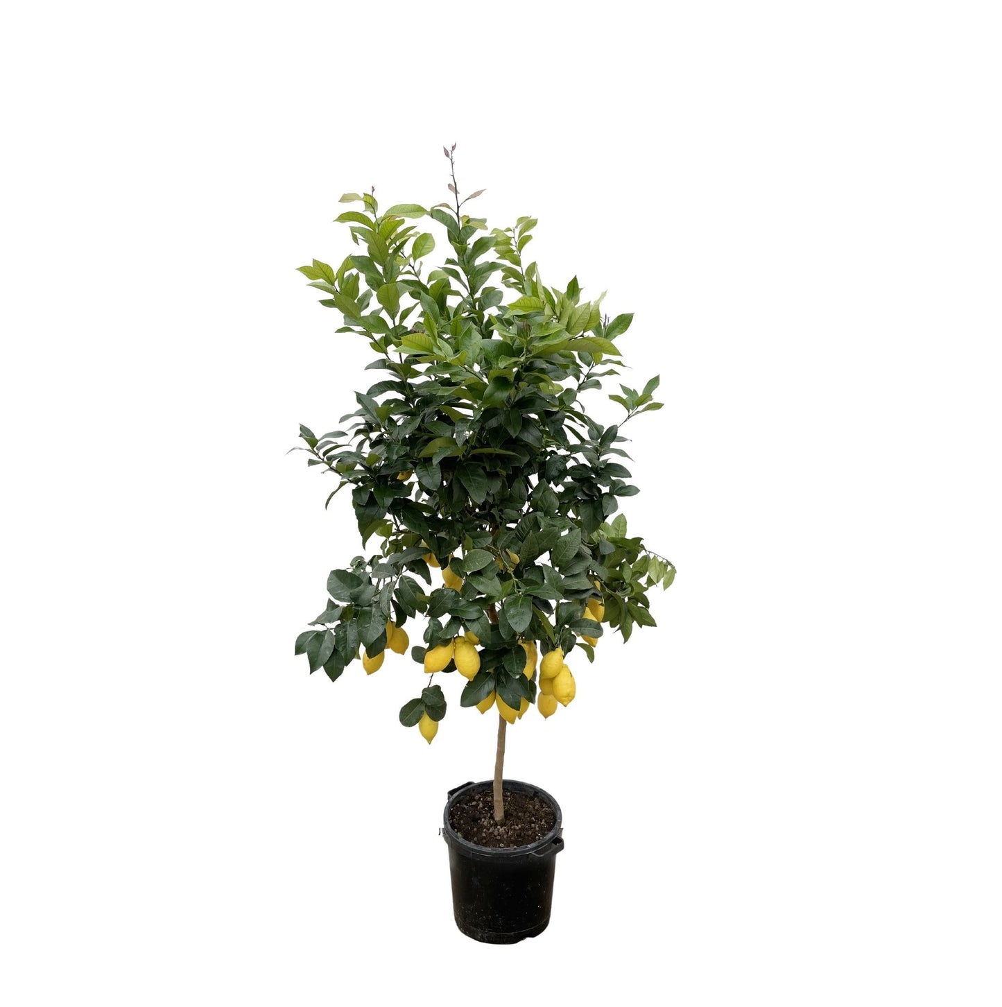 Citrus limon - Lemon tree - 200cm - ø40