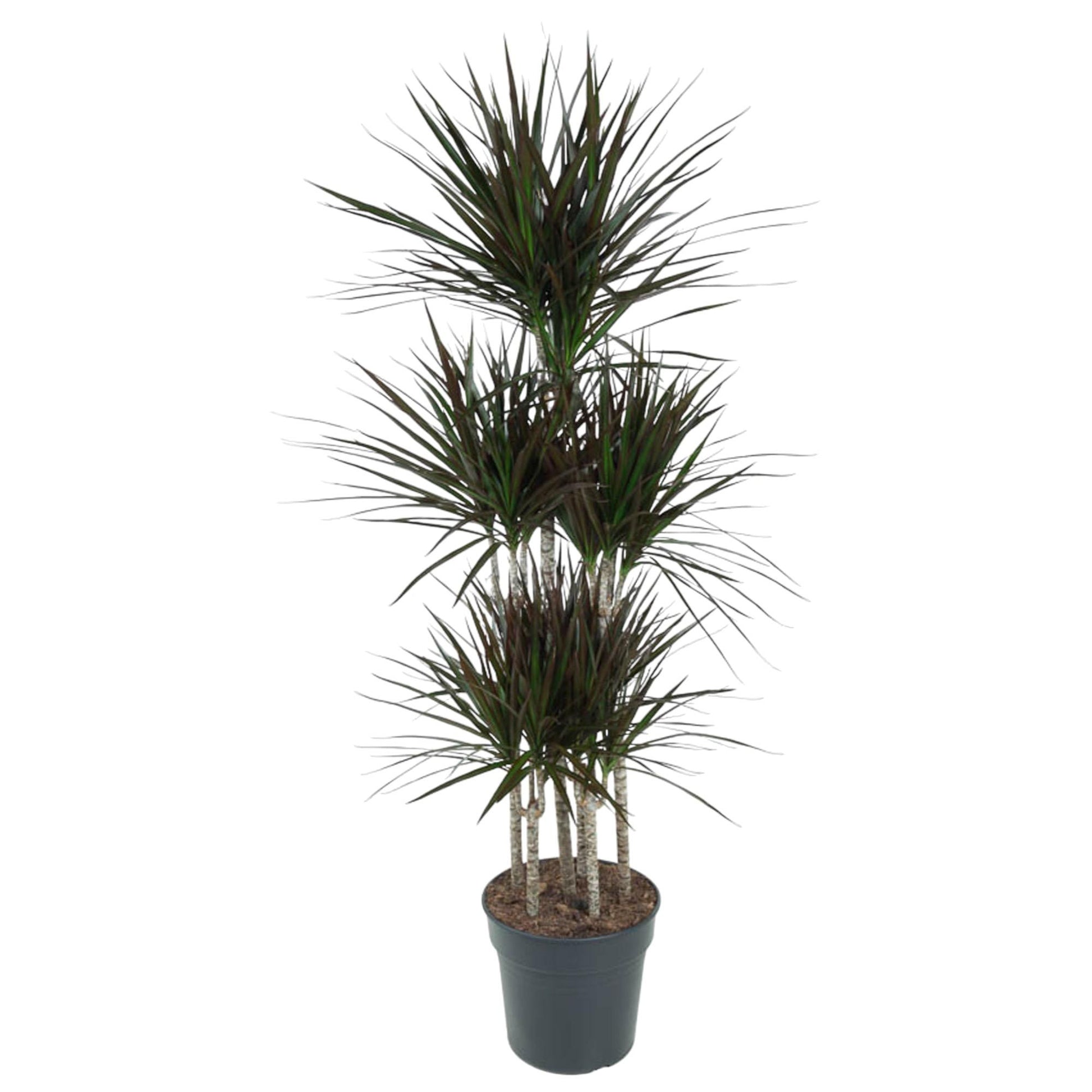 Dracaena Magenta Carrousel 150 cm