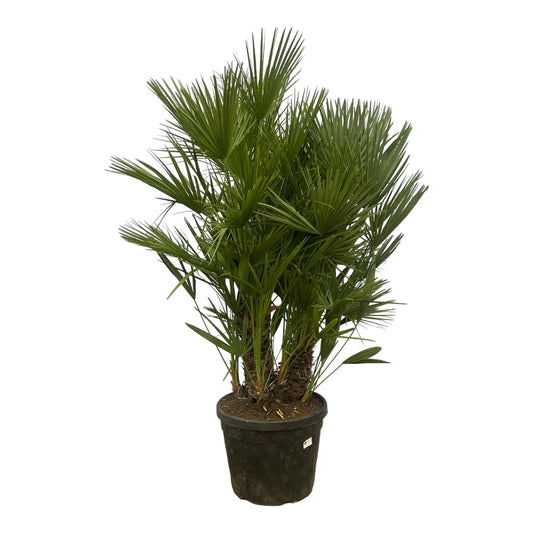 Europese dwergpalm multi stam (Chamaerops humilis)
