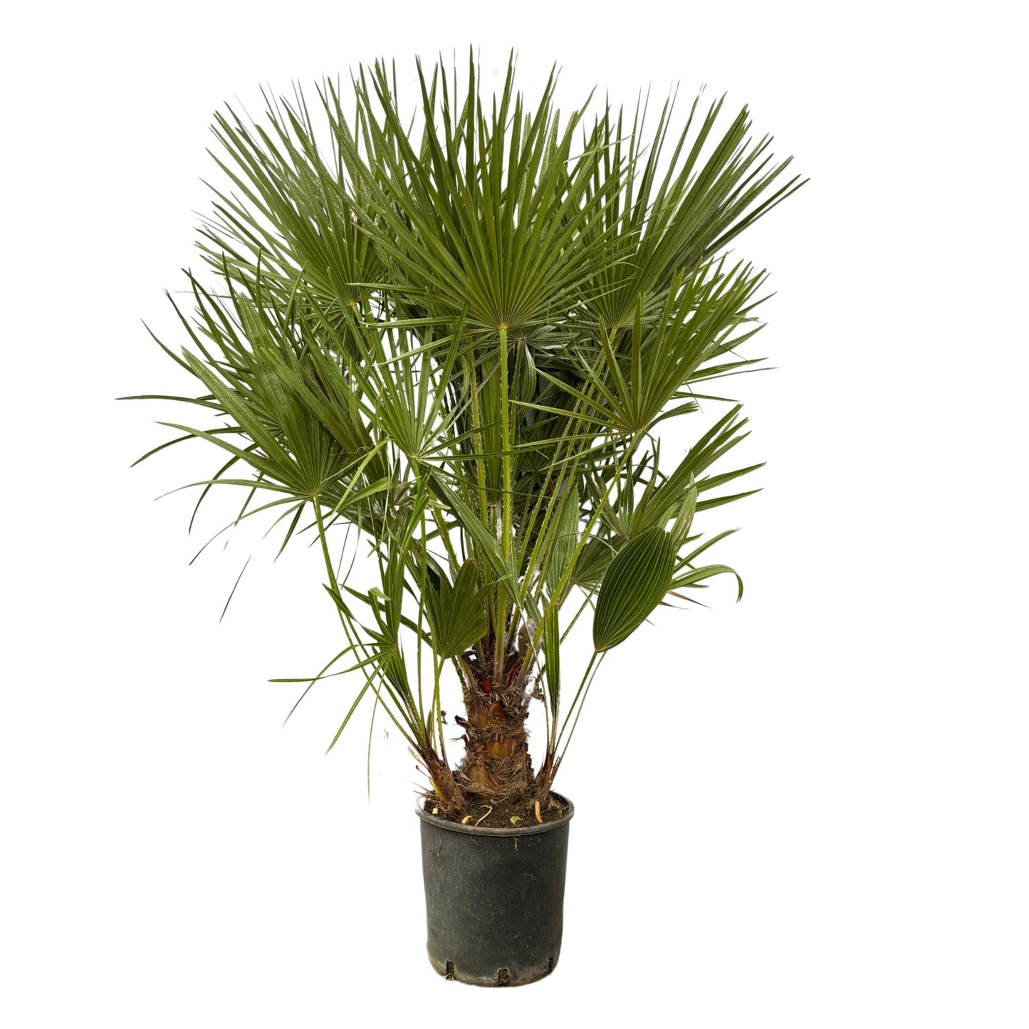 European dwarf palm - Chamaerops Humilis shrub - 170cm - Ø30