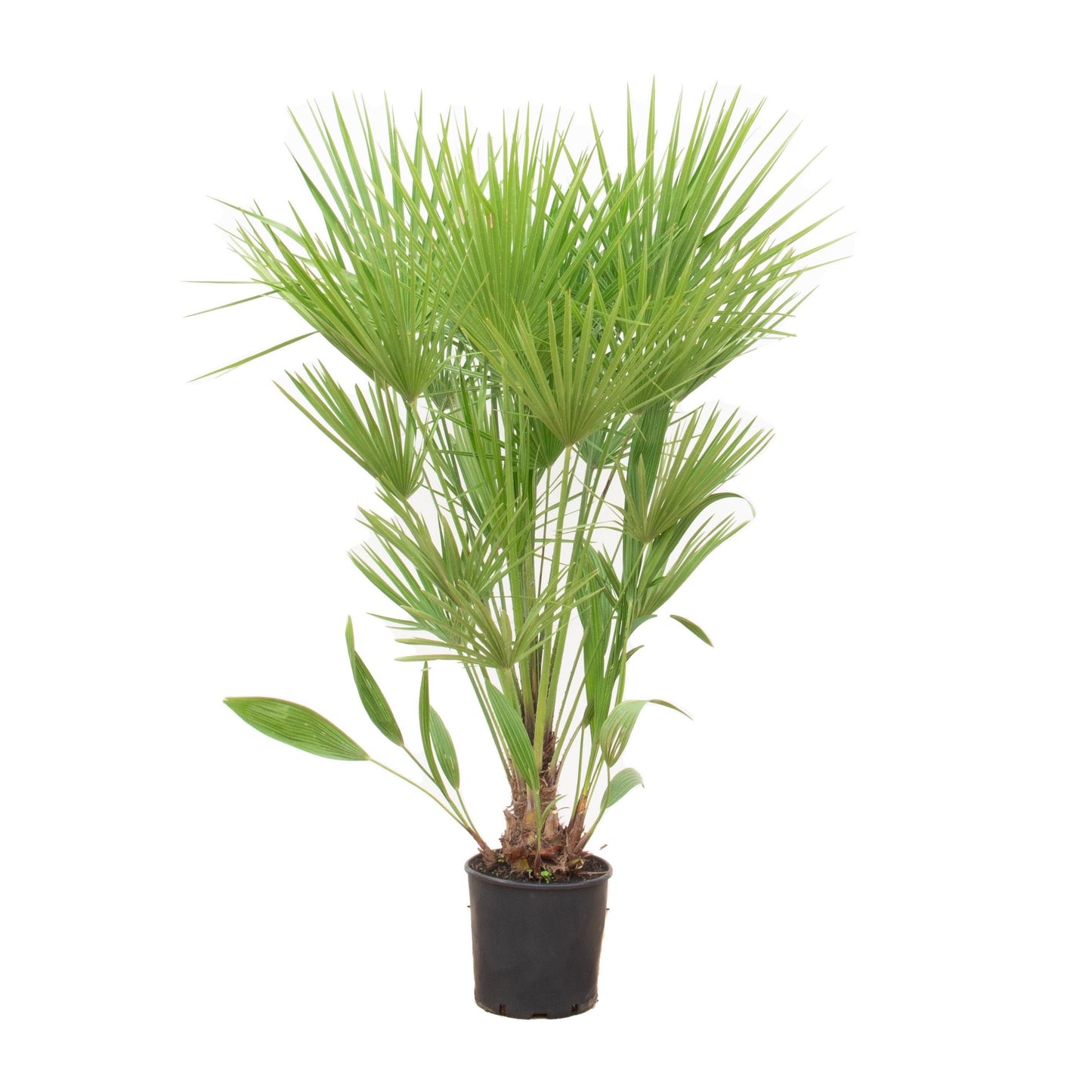 European dwarf palm - Chamaerops Humilis shrub - 170cm - Ø30