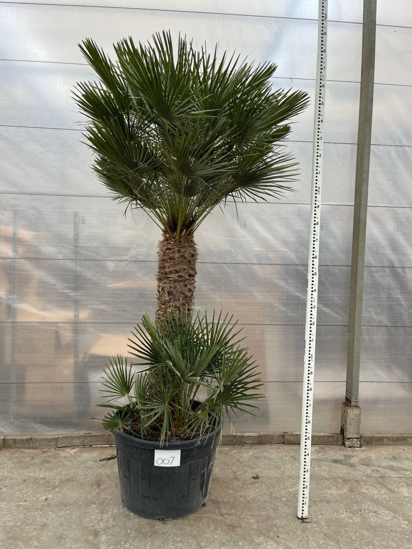 European dwarf palm - Chamaerops Humilis shrub - 170cm - Ø30