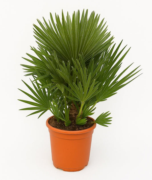 European dwarf palm - 100cm - Ø21
