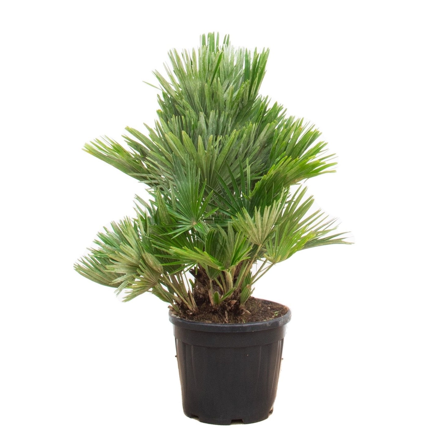 European dwarf palm - 100cm - Ø21