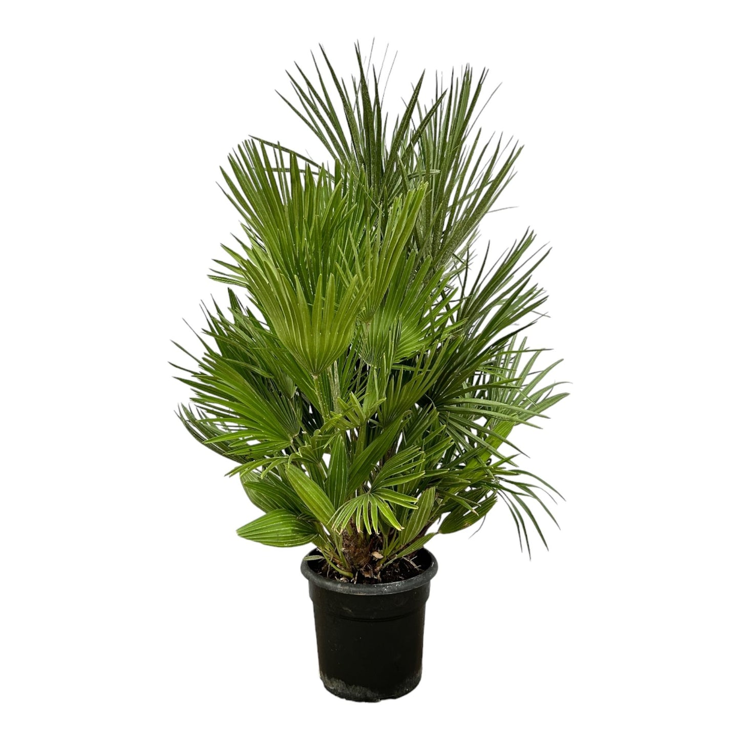 European dwarf palm - 100cm - Ø21