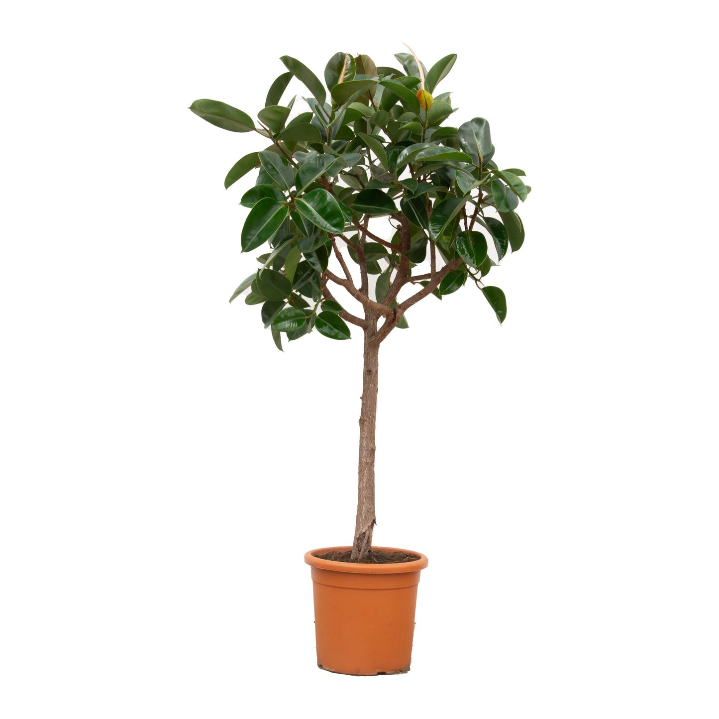 Ficus Elastica Robusta trunk - 130 cm - Ø24cm