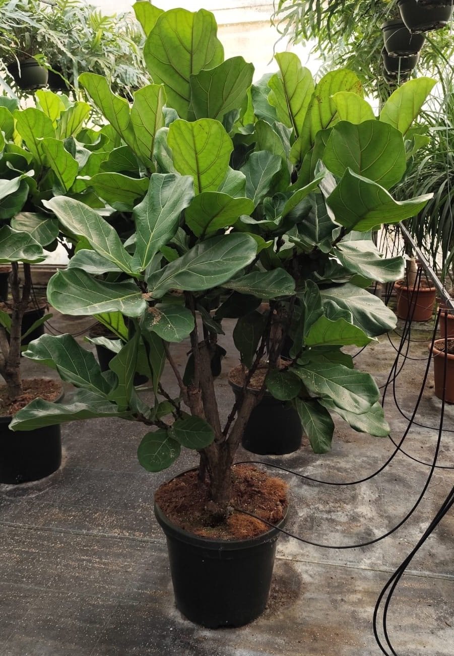 Ficus Lyrata shrub (Fiddle leaf plant) - 180 cm - Ø30