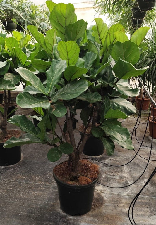 Ficus Lyrata shrub (Fiddle leaf plant) - 180 cm - Ø30