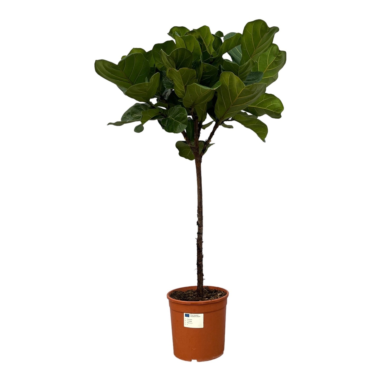 Ficus Lyrata tree XXXL - 270cm - ø45