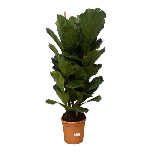 Ficus Lyrata shrub (Fiddle leaf plant) - 180 cm - Ø30