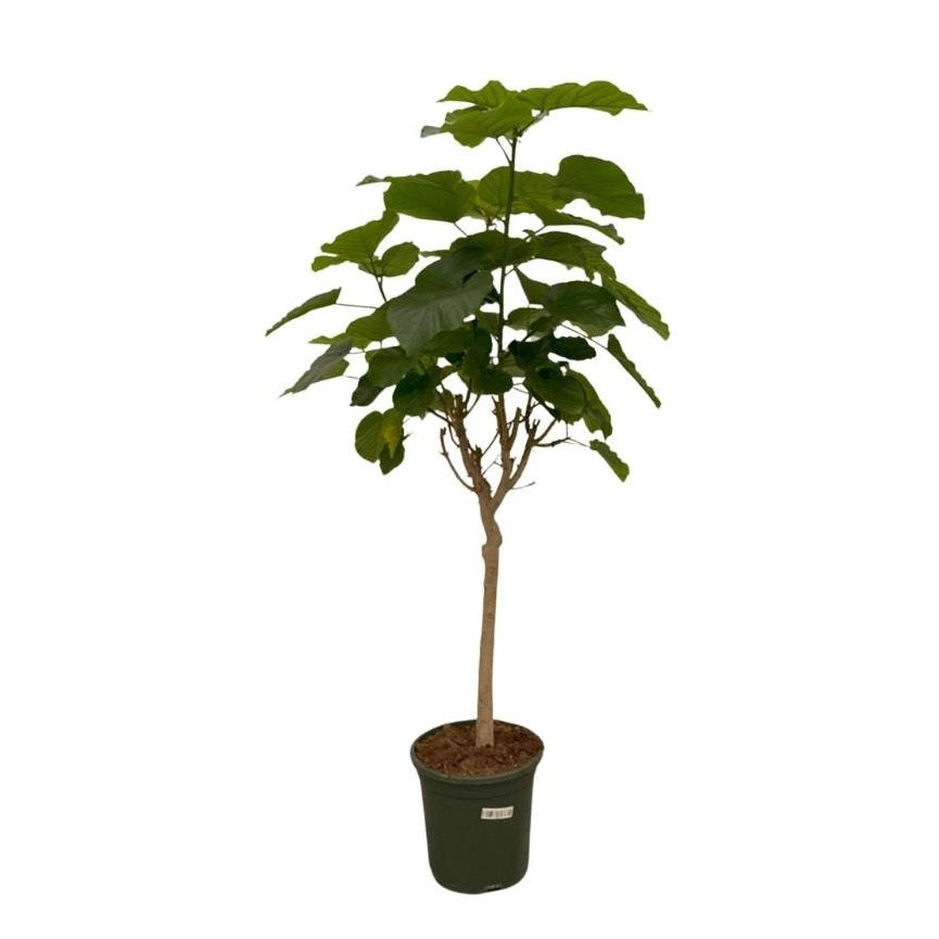 Ficus Umbellata - 180 cm - Ø30cm