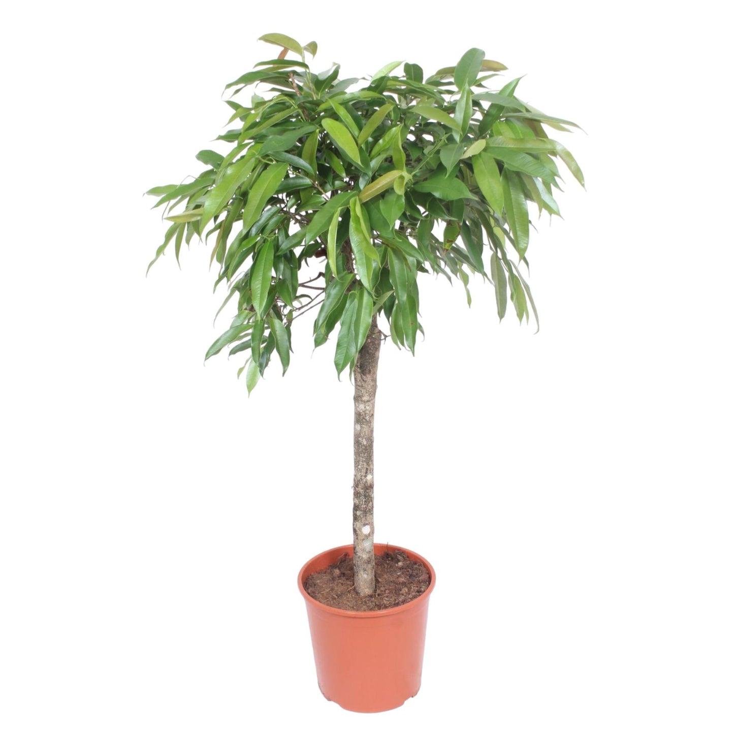 Ficus binnendijkii ‘Amstel King’