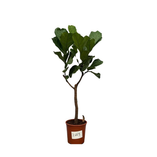 Ficus Lyrata tree XXXL - 270cm - ø45