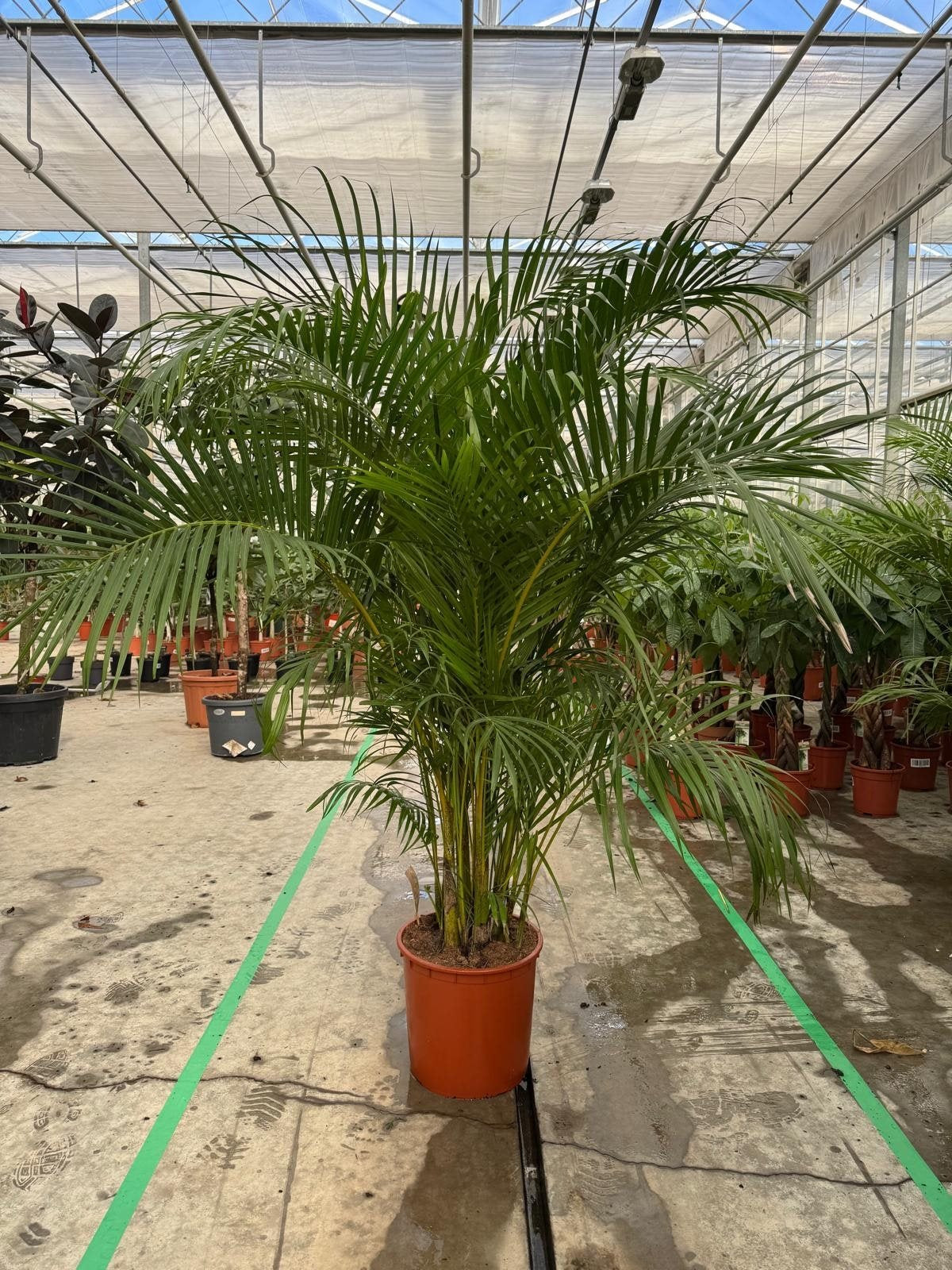 Golden Palm (Areca Palm) - Dypsis lutescens 230 cm - ø40