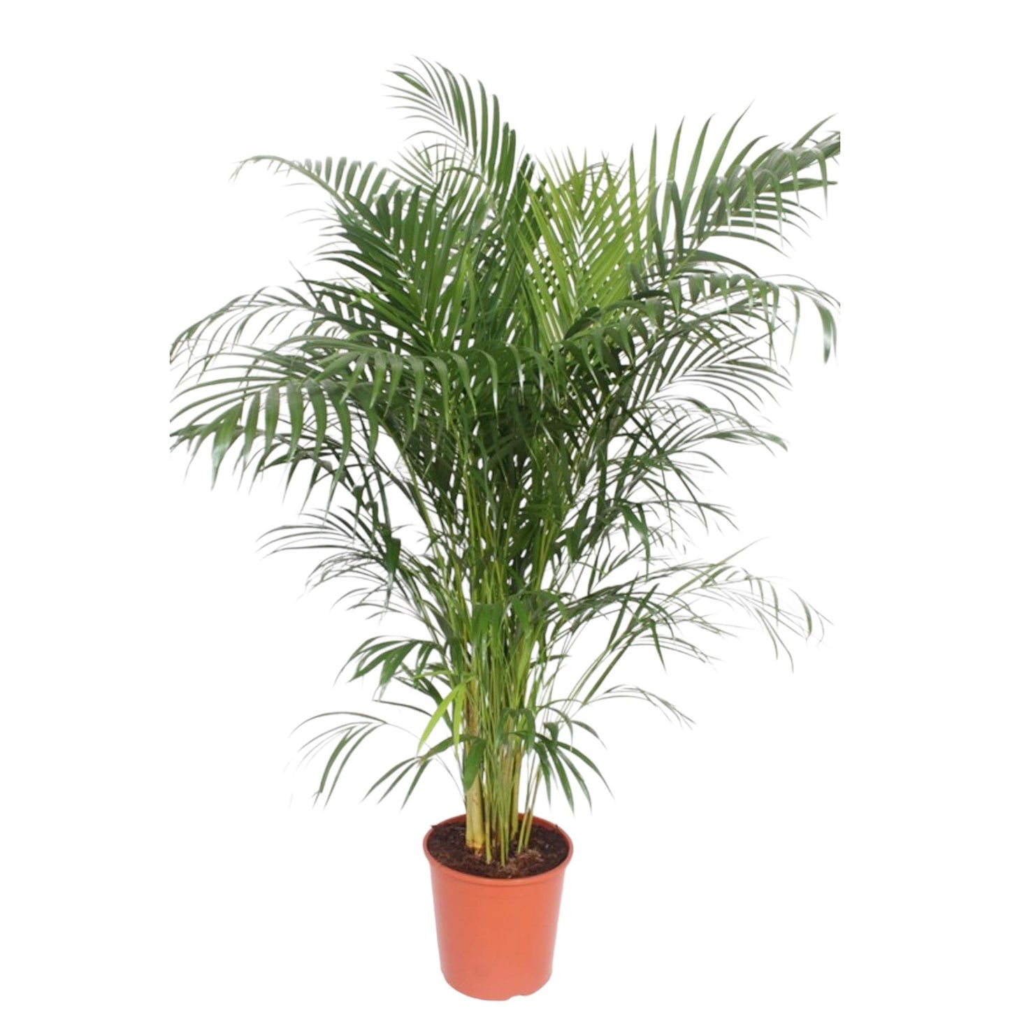Goudpalm
Areca Palm