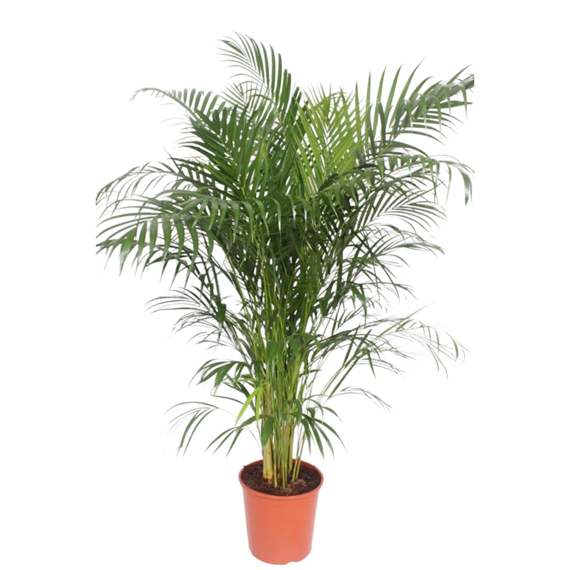 Goudpalm
Areca Palm