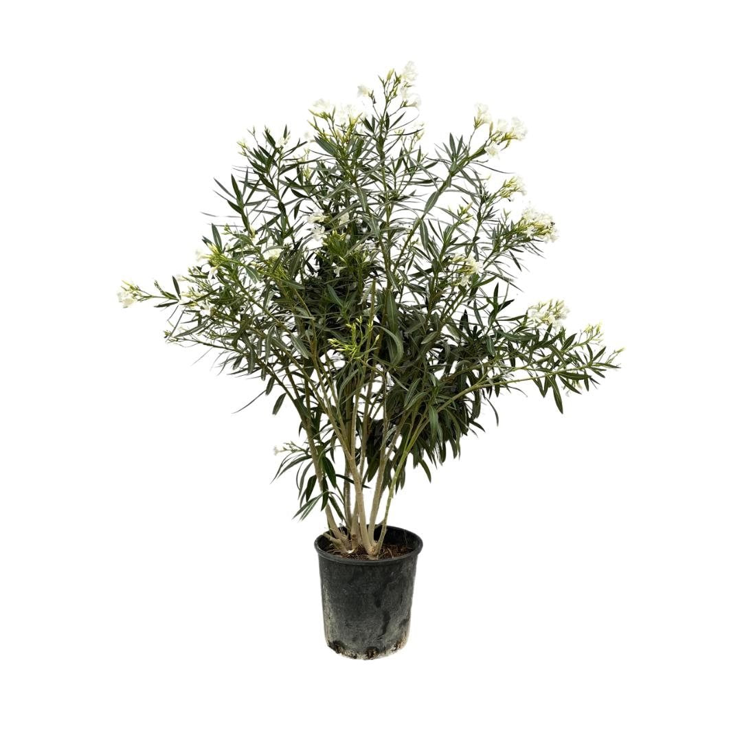 Nerium Oleander shrub - 180cm- Ø40