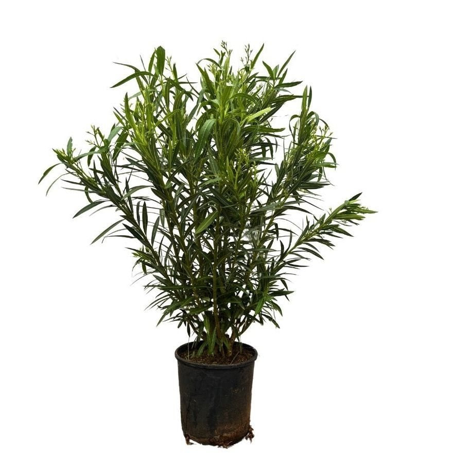 Nerium Oleander shrub - 180cm- Ø40